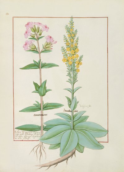 Illustration aus dem Buch der einfachen Heilmittel von Mattheaus Platearius von Robinet Testard
