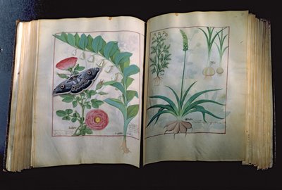 Ms Fr. Fv VI #1 Zwei Seiten, die Rose und Knoblauch darstellen, aus Das Buch der einfachen Heilmittel von Mattheus Platearius (gest. ca. 1161) ca. 1470 von Robinet Testard