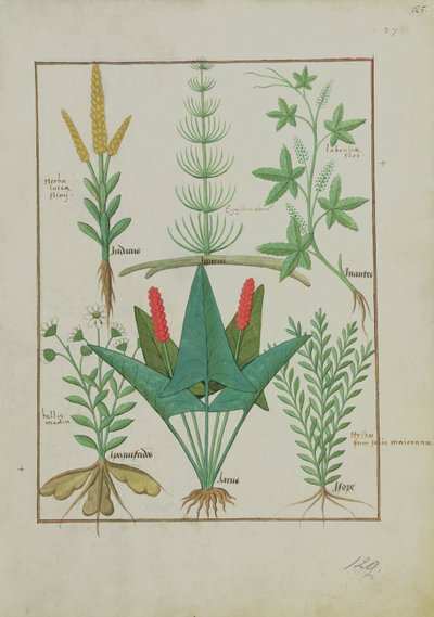 Ms Fr. Fv VI #1 fol.125r Obere Reihe: Mais, Equisetum und Labruscae flos. Untere Reihe: Gänseblümchen, Jarus und Majoran, Illustration aus Das einfache Buch der Medizin, von Mattheaus Platearius von Robinet Testard