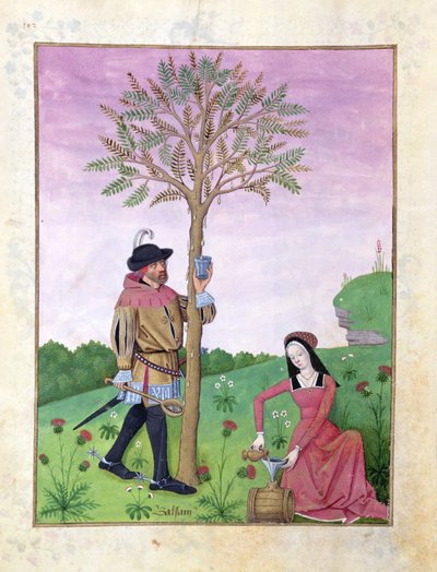 Ms Fr. Fv VI #1 fol.162v Saft aus einem Baum ziehen, Illustration aus dem 