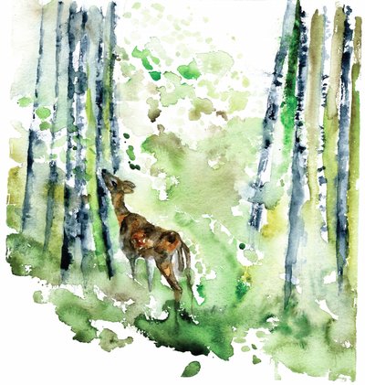 Waldreh-Aquarell von RodMacIver