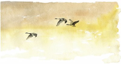 Aquarell Gänseflug von RodMacIver