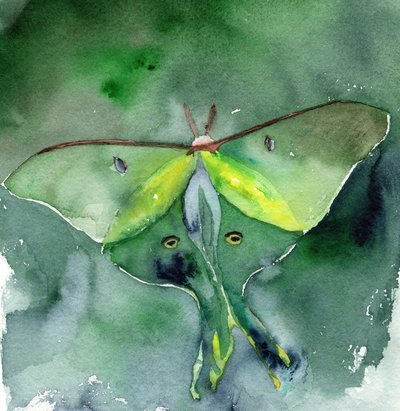 Aquarell-Luna-Motte von RodMacIver