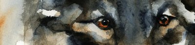 Wilde Wolfaugen von RodMacIver