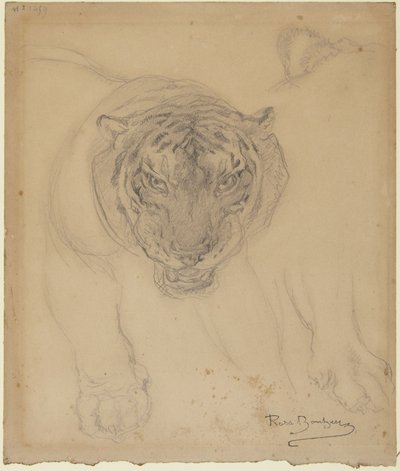 Tiger, mit Skizze der Pfote, verso: Skizze des Tigerkopfes von Rosa Bonheur