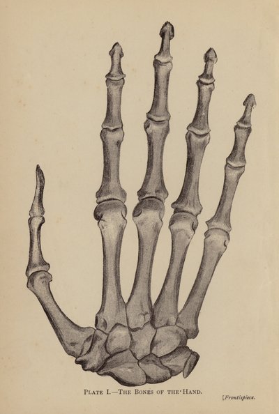 Die Knochen der Hand von Rosamund Brunel Horsley Gotch