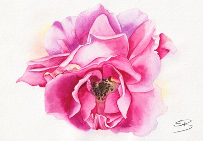 Blühende rosa Rose von Salome