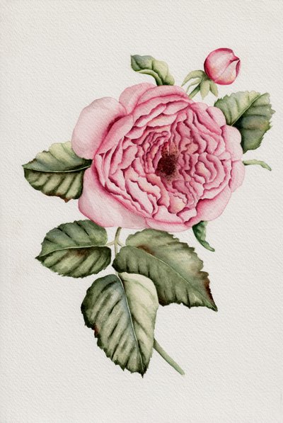 Botanische rosa Rose von Salome