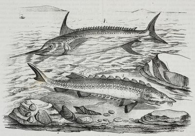 1 Schwertfisch (Xiphias gladius), 2 Stör (Acipenser sturio), Lithographie von Salvatore Puglia aus Poliorama Pittoresco, Nr. 10, 16. Oktober von Salvatore Puglia