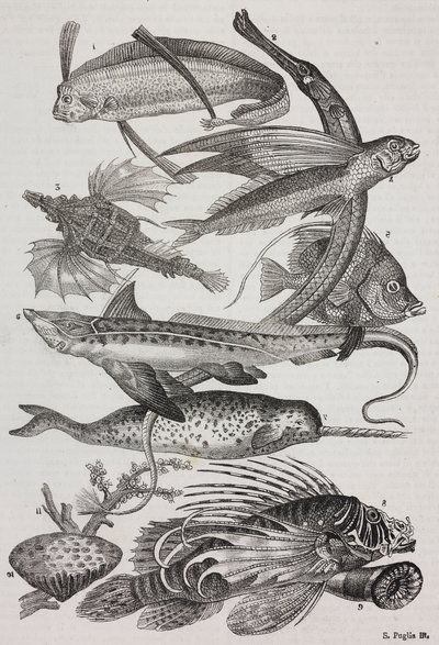 Meerestiere: 1 Dattiloftera, 2 Syngnathus, 3 Pegasus, 4 Trachypterus, 5 Chaetodon, 6 Kaninchenfisch, 7 Einhorn (Narwal), 8 Fliegende Pteroids, 9 Attinia von Salvatore Puglia