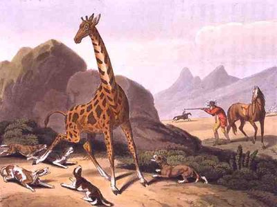 Jagd auf die Giraffe, graviert von Matthew Dubourg (fl. 1785-1820), veröffentlicht von Edward Orme von Samuel (after) Howitt