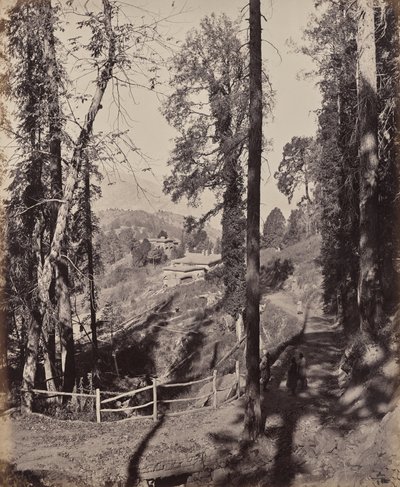 Murree. Eine Bergstation im Himalaja, Blick durch den Wald von Samuel Bourne