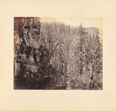 Ansicht im Narkunda-Wald von Samuel Bourne