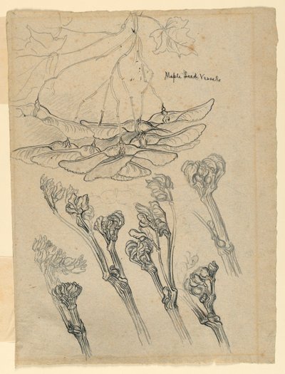Ahornsamenbehälter von Samuel Colman