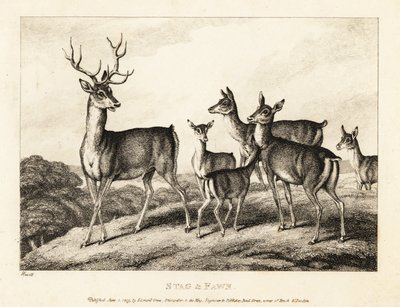 Ein Hirsch mit Hirschkühen und Kälbern. Hirsch und Kalb. 1811 (Radierung) von Samuel Howitt