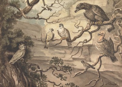 Eine Eule, ein Adler, zwei Falken, ein Geier und andere Vögel auf Bäumen von Samuel Howitt
