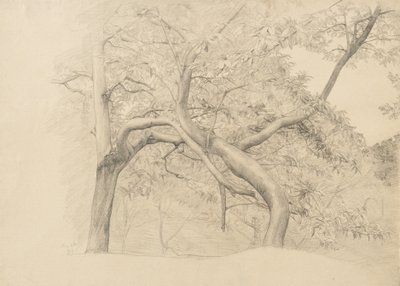Dickicht von Bäumen im Laub, 1884 von Samuel Isham