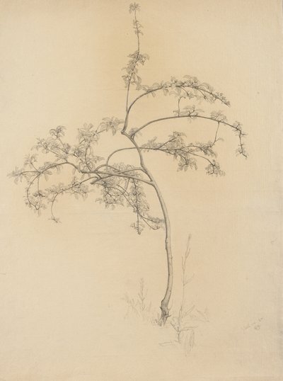 Blühender Baum, 1884 von Samuel Isham