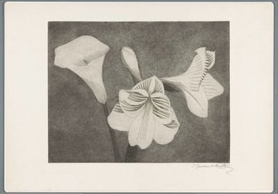 Amaryllis und Aronstab von Samuel Jessurun de Mesquita (signed by artist)