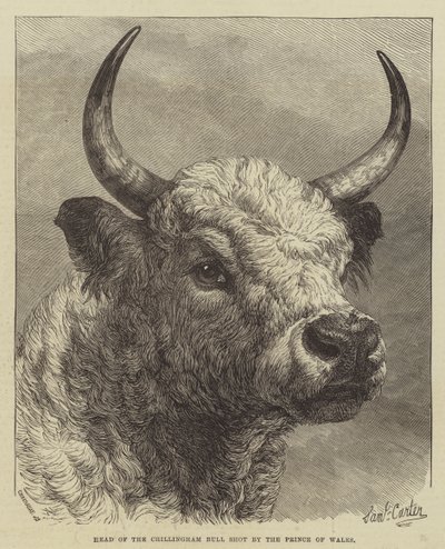 Kopf des Chillingham-Bullen, erschossen vom Prinzen von Wales von Samuel John Carter