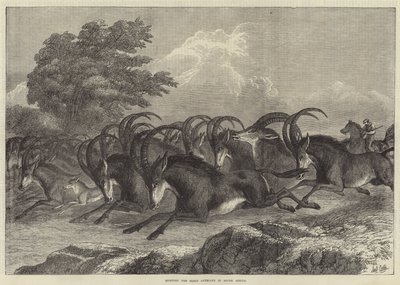 Jagd auf den Säbelantilopen in Südafrika von Samuel John Carter