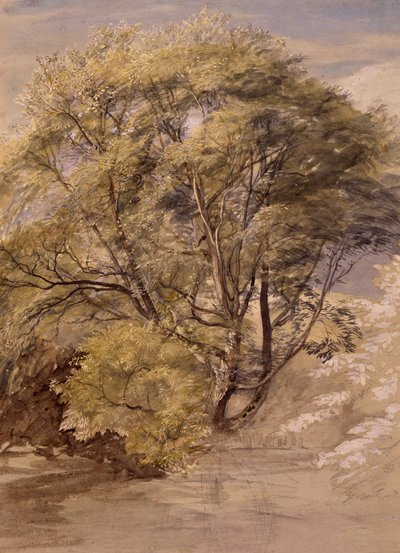 Studie einer Weide, um 1850 von Samuel Palmer