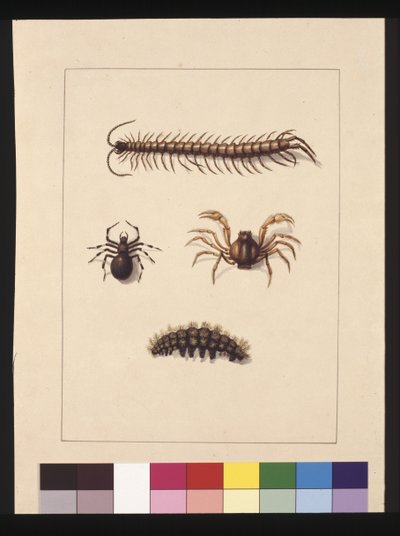 Seite 11. Insekten von New South Wales. Jetzt bekannt als Gemeiner Tausendfüßler, Spinnengattung Isopeda, Soldatenkrabbe, Raupe, ca. 1789-90 von Sarah Stone