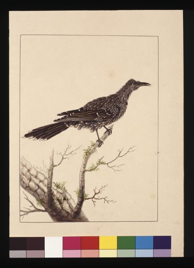 Seite 26. Wattled Bee Eater weiblich. Jetzt bekannt als Little Wattle Bird, ca. 1789-90 von Sarah Stone