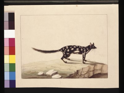 Seite 28. Ein Tapoa Tafa. Jetzt bekannt als Dasyurus quoll. Scheint eine Kopie von Sarah Stone nach einer Platte von Charles Catton Junr., ca. 1789-90 von Sarah Stone