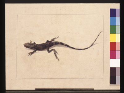 Seite 31. Muricierte Eidechse. Jetzt bekannt als Baumdrache, ca. 1789-90 von Sarah Stone