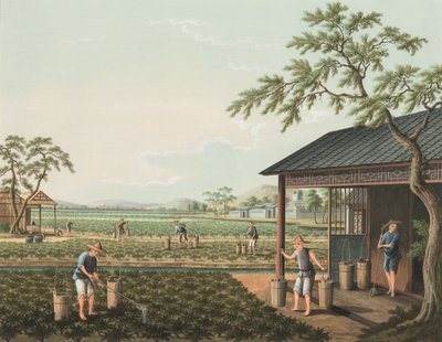 Teeproduktion, ca. 1820 von School Chinese