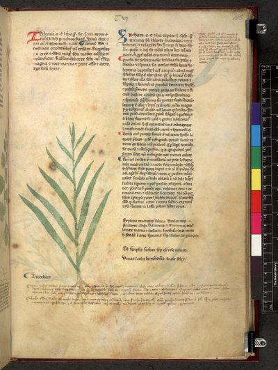Tractatus de herbis (Herbal) c.1280-1310 von School Italian