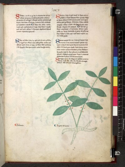 Egerton 747 Tractatus de herbis (Kräuterbuch) ca. 1280-1310 von School Italian