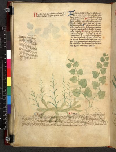 Egerton 747 Tractatus de herbis (Kräuterbuch) ca. 1280-1310 von School Italian