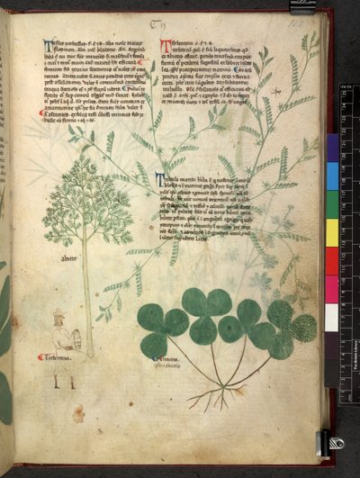 Egerton 747 Tractatus de herbis (Herbal) c.1280-1310 von School Italian