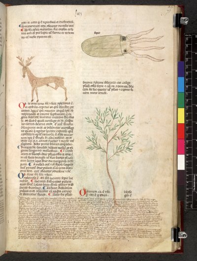 Tractatus de herbis (Kräuterbuch) um 1280-1310 von School Italian