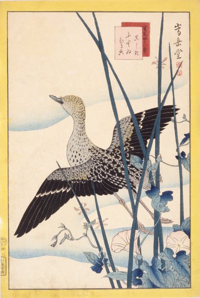 Wildente von School Japanese