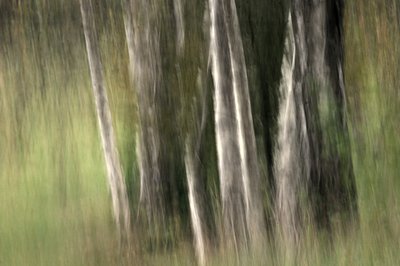 Verschwommene Waldgelassenheit von Sheila Bernard