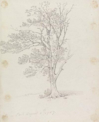 Baum im Easton Park von Sir George Howland Beaumont seventh Baronet