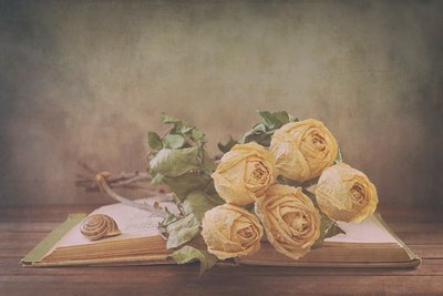 Getrocknete Rosen auf altem Buch von Sophie Pan