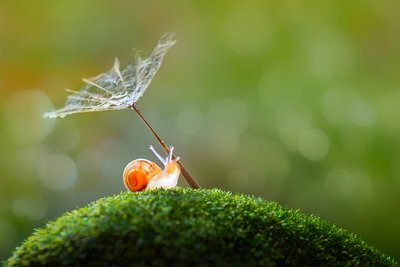 Kleine Schnecke Löwenzahnschirm von Sophie Pan