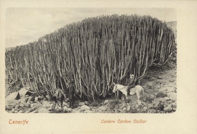 Männer betrachten den berühmten Kaktus in Cardon auf Teneriffa von Spanish Photographer