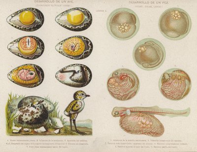 Entwicklung von Vögeln und Fischen aus ihren Eiern von Spanish School