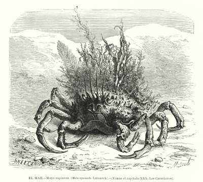 Europäische Spinnenkrabbe (Maja squinado) von Spanish School