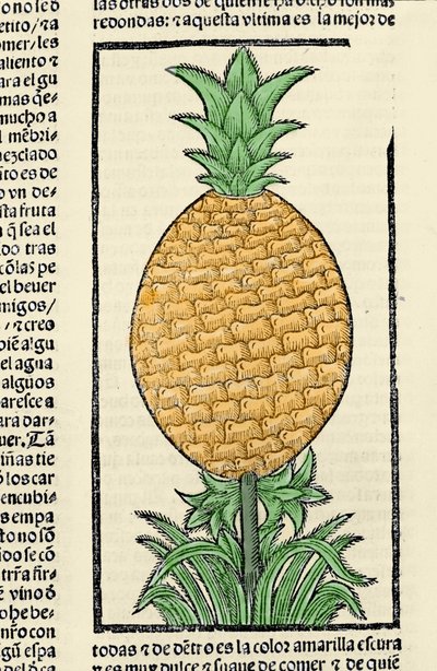 Darstellung einer Ananas. Gravur aus dem Buch „Historia general de las Indias, islas y tierra firme del mar oceano“ von Gonzalo Fernandez de Oviedo (Gonzalo) oder Fernandez de, oder Hernandez de Oviedo y Valdes (1478-1557) von Spanish School