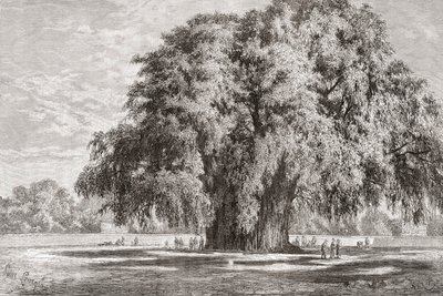 Santa María del Tule, Oaxaca, Mexiko: Der Tule-Baum von Spanish School