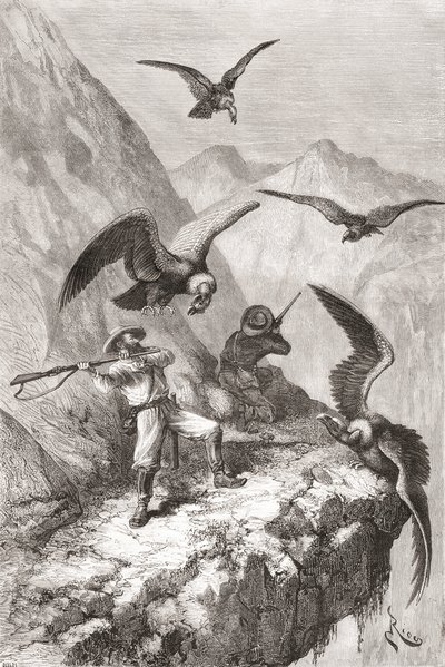 Édouard François André und Begleiter werden von Kondoren in der Nähe von Calacali, Provinz Pichincha, Ecuador, während seiner botanischen Expedition in den Ausläufern der Anden 1875-76 angegriffen von Spanish School