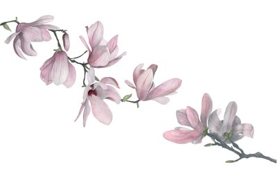 Magnolie von Stacy Hsu