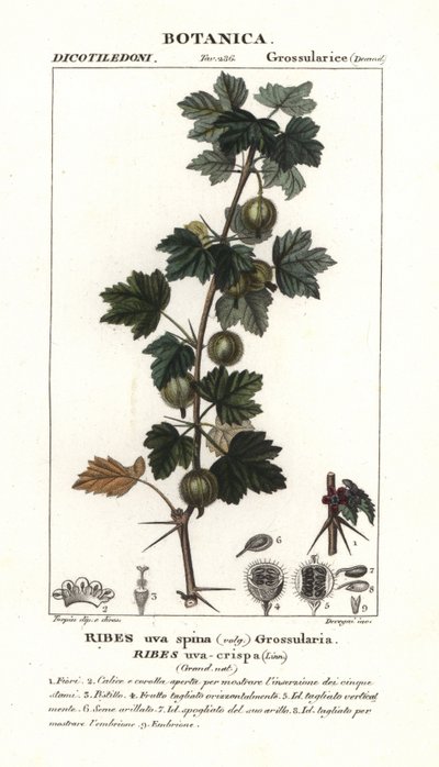Stachelbeere, Ribes uva-crispa von Stanghi Stanghi