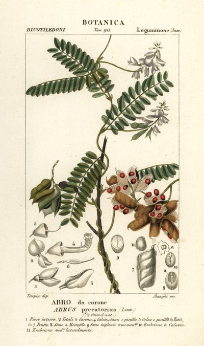 Paternostererbse, Abrus precatorius von Stanghi Stanghi
